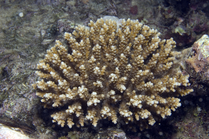 Acropora valida